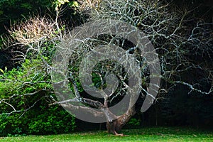 magnificent trees over 100 years old located in Parque Tingui in Curitiba PR photo