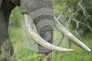 Magnificent tusks on a large elephant bull
