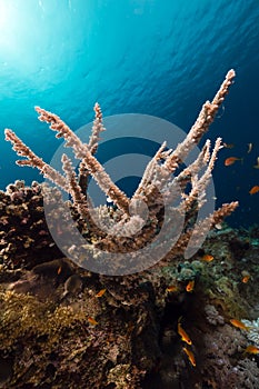 The magnificent underwater world of the Red Sea.