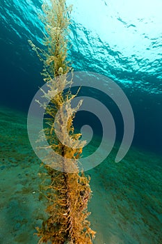 The magnificent underwater world of the Red Sea.