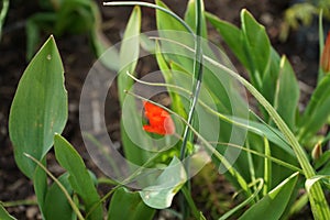 Ant on the stem of a flower in the garden against the background of a red tulip. Berlin, Germany