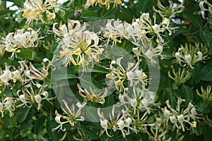 Lonicera periclymenum, honeysuckle, common honeysuckle, European honeysuckle, or woodbine, is a species of flowering plant. Berlin photo