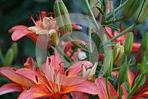 Snail perched on Asiatic Lilium x hybridum `Cancun` in June in the garden. A snail is, in loose terms, a shelled gastropod. Berlin