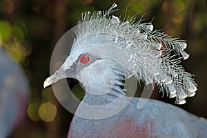 A magnificent Victoria crowned pigeon with striking blue feathers and a unique crest photo