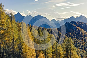 Magnificent view with golden larch forest in the foreground and
