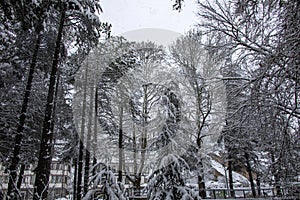 A magnificent view of the houses taken through the trees. It is also eye-catching with its reflection of the winter