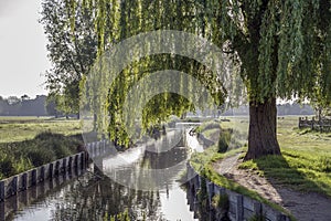 Magnificent Weeping Willow tree