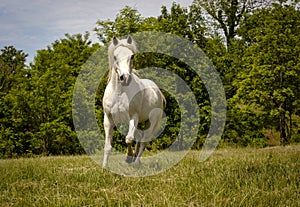 Magnificent white Arabian horse running in pasture