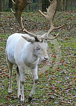 A magnificent white deer