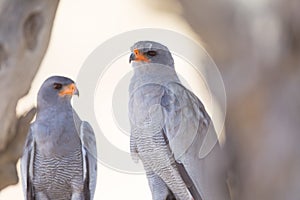 Magnificent white falcons captured among the woods