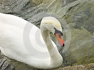 Magnificent White Swan