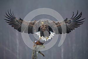 Magnificent White-Tailed Eagle, Wings Wide Open, Approaching The Bait. White Tailed Eagle In A Spectacular Foreshortening