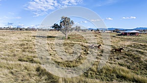 Magnificent wild horses gallop through the valley among the tall grass in countryside on a sunny day