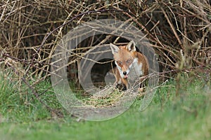 A magnificent wild Red Fox, Vulpes vulpes, emerging from its den at dusk to go hunting. It is poking out its tongue.