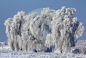 Magnificent willow tree completely covered in snow on the white ground captured in winter