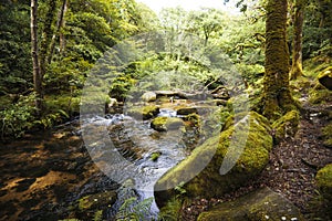 Magnificent woodland scenery in Dewerstone Woods on the southern edge of Dartmoor, Devon, England