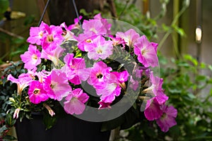 The magnificent work of the amateur Gardeners makes his Petunias shine in the garden