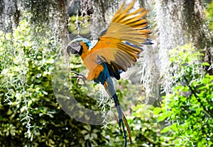 Magnificent yellow and blue macaw flying in the tropical jungle