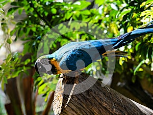 Magnificent yellow and blue macaw perched on a branch in the tropical jungle