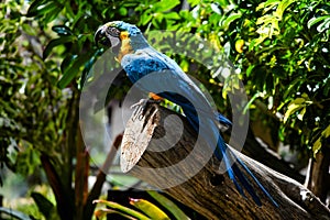 Magnificent yellow and blue macaw perched on a branch in the tropical jungle