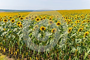 A magnificent yellow carpet of sunflowers stretching out into the distance inclined from the hea