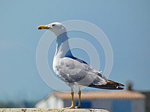 Magnificent yellow-legged gull Larus michahellis.looking into the distance towards Port-Saint-Louis-du-RhÃÂ´ne near the