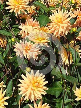 Magnificent yellow-pink dahlias in the garden