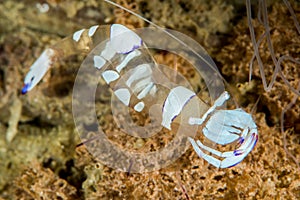 magnificient anemone shrimp