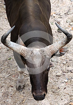 A magnificient bull photo