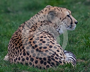 Magnificient Cheetah, Acinonyx jubatus, fastest land animal having rest photo