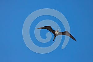 Magnificient frigatebird overview flying in blue caribbean sky