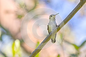 Magnificient Hummingbird On A Branch