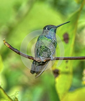 Magnificient hummingbird in Costa Rica