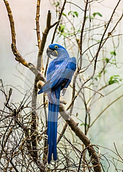 The Magnificient Hyacinth Macaw