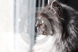 Cat window reflection