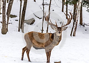 Magnificient Red Deer in December Cold Snow