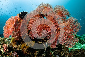 magnificient red gorgonian soft coral