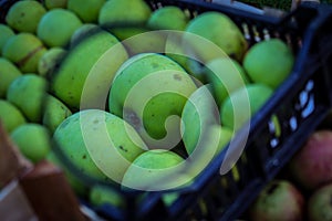 Magnified apple with a magnifying glass. Green apples in a crate. Perfectly stacked hand-picked apples. Apples after harvest in