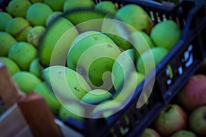 Magnified apple with a magnifying glass. Green apples in a crate. Perfectly stacked hand-picked apples. Apples after harvest in