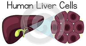 Magnified cells of the human liver