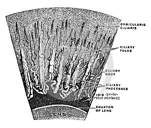 Magnified Corona Ciliaris, vintage illustration