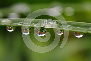 Magnified reflections in water droplet on leaf