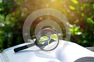 Magnifying glass with a book on wooden in nature background con