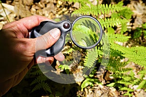 Magnifying glass enlarges fern leaf