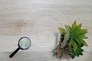 Magnifying glass and flower pot