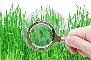 Magnifying glass in hand above green grass