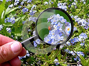 Magnifying glass an ladybug