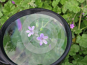 magnifying glass magnification greatness vision glass photo