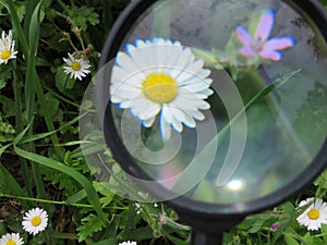 magnifying glass magnification greatness vision glass photo photo