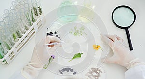 Magnifying glass, plants and hands of scientist in laboratory studying flower for natural medication. Biotechnology